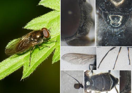 Réf. 283 581 : Cheilosia barbata